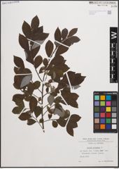 Foto von Salix cinerea L.